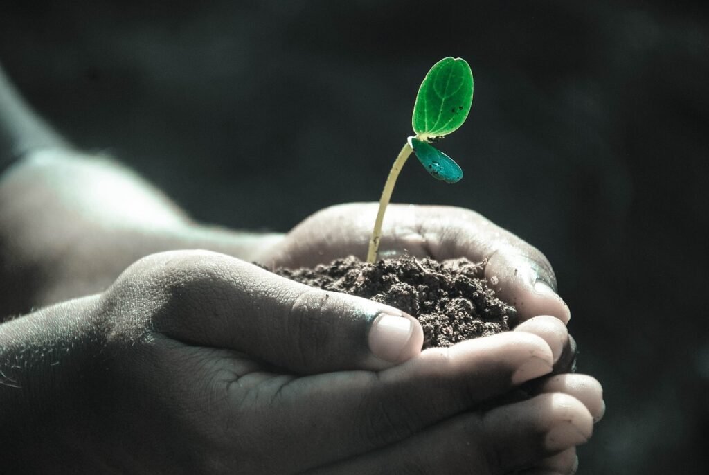 hands, macro, plant, soil, grow, life, gray life, nature, gray plant, gray plants, plant, plant, soil, soil, grow, life, life, life, life, life
